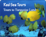 Red Sea Tours